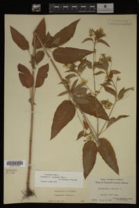 Image Associated With the Occurrence