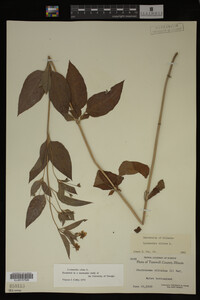 Image Associated With the Occurrence