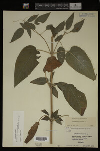 Image Associated With the Occurrence