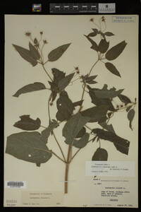 Image Associated With the Occurrence