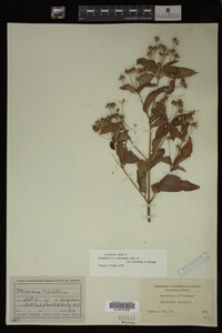 Image Associated With the Occurrence