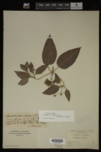 Image Associated With the Occurrence