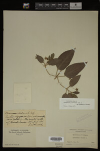 Image Associated With the Occurrence