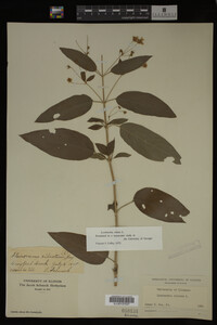 Image Associated With the Occurrence