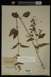 Image Associated With the Occurrence