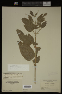 Image Associated With the Occurrence