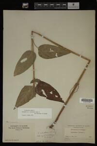Image Associated With the Occurrence