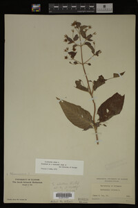 Image Associated With the Occurrence