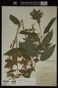 Image Associated With the Occurrence