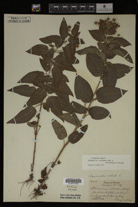 Image Associated With the Occurrence
