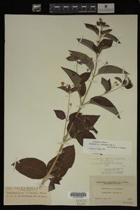 Image Associated With the Occurrence