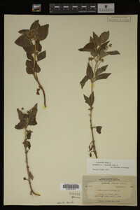 Image Associated With the Occurrence