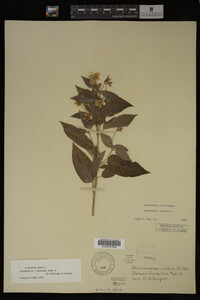 Image Associated With the Occurrence