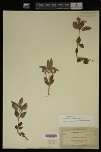Image Associated With the Occurrence