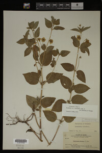 Image Associated With the Occurrence
