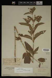Image Associated With the Occurrence