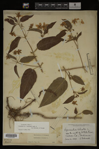 Image Associated With the Occurrence