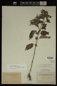 Image Associated With the Occurrence