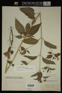 Image Associated With the Occurrence