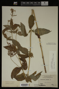 Image Associated With the Occurrence