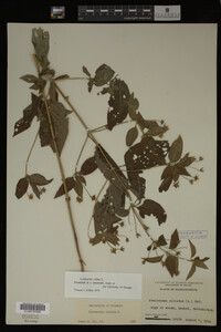 Image Associated With the Occurrence