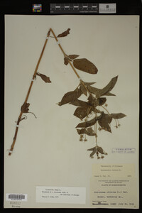 Image Associated With the Occurrence