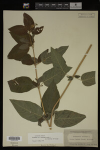 Image Associated With the Occurrence
