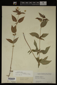 Image Associated With the Occurrence