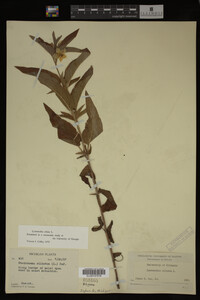 Image Associated With the Occurrence