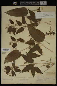 Image Associated With the Occurrence