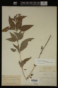 Image Associated With the Occurrence