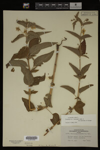 Image Associated With the Occurrence