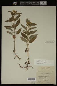 Image Associated With the Occurrence