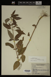 Image Associated With the Occurrence