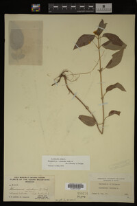 Image Associated With the Occurrence