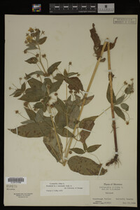 Image Associated With the Occurrence