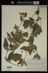 Image Associated With the Occurrence