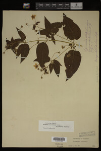 Image Associated With the Occurrence