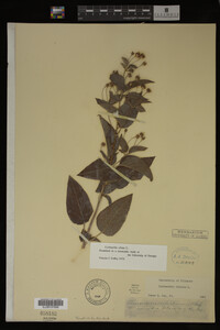 Image Associated With the Occurrence