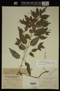 Image Associated With the Occurrence