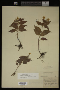 Image Associated With the Occurrence