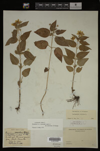 Image Associated With the Occurrence