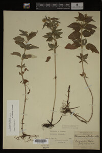Image Associated With the Occurrence