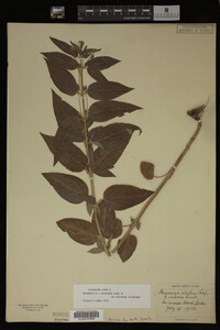 Image Associated With the Occurrence