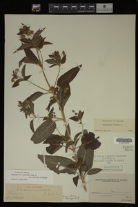 Image Associated With the Occurrence