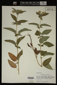 Image Associated With the Occurrence
