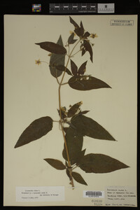 Image Associated With the Occurrence