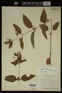 Image Associated With the Occurrence