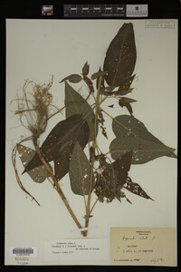 Image Associated With the Occurrence