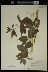 Image Associated With the Occurrence